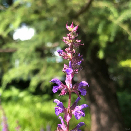 Purple Salvia Seeds, Ornamental & Medicinal Salvia for Gardens & Essential Oils