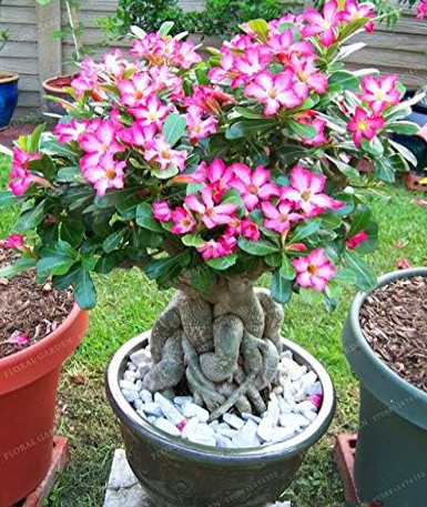 Rare Desert Rose Seeds Ornamental Flowers Adenium obesum - (Color: 8)