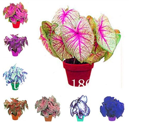 Rare Colorful Caladium Seeds Burnt Rose Elephant Ear (Color: 17)