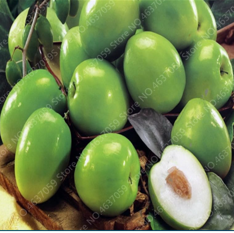 Giant Hetian Japanese Jujube Seeds Plant Sweet Juicy