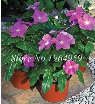 Periwinkle Seed Flower Vinca Cover Behind House Jardin - (Color: 3)