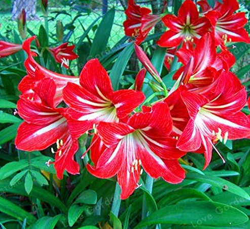 Amaryllis Bulbs True Red Hippeastrum Bulbs (Color: 7)