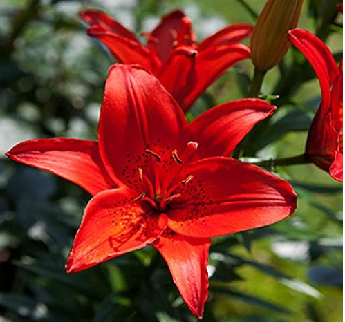 True Lily Bulbs, Lily Flower, Flower Lilium Bulbs (Color: Lily Pink)