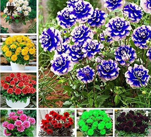 Giant Dinnerplate Dahlia Mix Flower Seeds Hardy Perennial