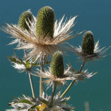 Alpine Eryngo Seeds, Blue-Gray Foliage, Unique Dome Flowers, Ornamental Flowers for Gardens