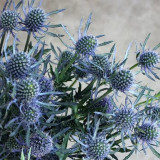 Alpine Eryngo Seeds, Blue-Gray Foliage, Unique Dome Flowers, Ornamental Flowers for Gardens