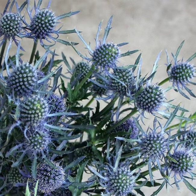 Alpine Eryngo Seeds, Blue-Gray Foliage, Unique Dome Flowers, Ornamental Flowers for Gardens