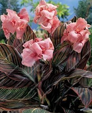 Canna Lily Seed Seeds Variegated Foliage - Exotic Blooms