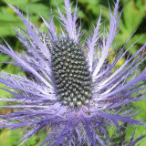 Alpine Eryngo Seeds, Blue-Gray Foliage, Unique Dome Flowers, Ornamental Flowers for Gardens