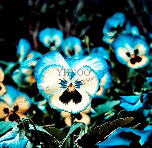 Pansy Flores Seeds Wavy Pansy (Viola Tricolor) - (Color: 8)