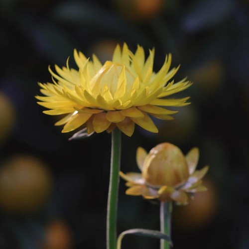 Yellow Strawflower Seeds | Annual Helichrysum Bracteatum, Silica-Rich Petals for Everlasting Flower