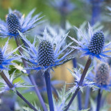 Alpine Eryngo Seeds, Blue-Gray Foliage, Unique Dome Flowers, Ornamental Flowers for Gardens