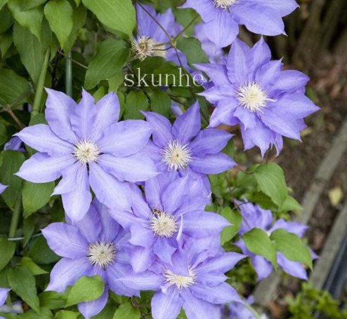 Garden Clematis Seed Six Varieties Beautify Courtyard Terrace Purple Clematis (Color: 6)