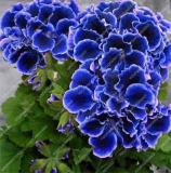 Rare Blue Geranium Seed Perennial Flower - (Color: Blue)