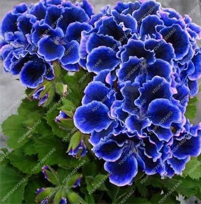 Rare Blue Geranium Seed Perennial Flower - (Color: Blue)
