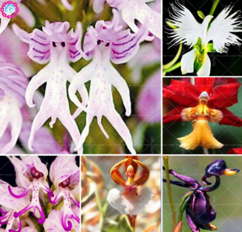 Rare Orchid Man Flowers Monkey Orchid Seed Perennial Indoor - (Color: 8)