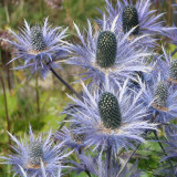 Alpine Eryngo Seeds, Blue-Gray Foliage, Unique Dome Flowers, Ornamental Flowers for Gardens