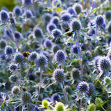 Alpine Eryngo Seeds, Blue-Gray Foliage, Unique Dome Flowers, Ornamental Flowers for Gardens