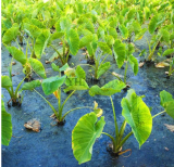 Alocasia Macrorrhiza Seed Giant Taro Flores Garden Elephant Ear