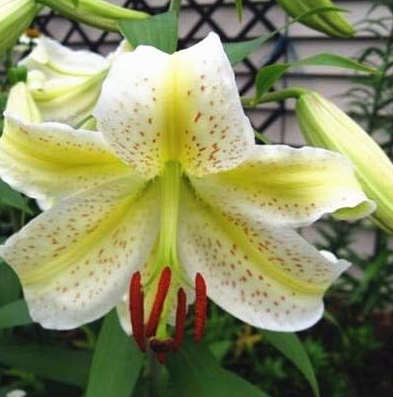Toad Lily Plant Outdoor Charming Perennial Seeds (da Hua Xuan cao) - (Color: 18)