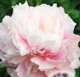 Rare Double Peony Seed Multicolor Perennial Peony (Color: 2)