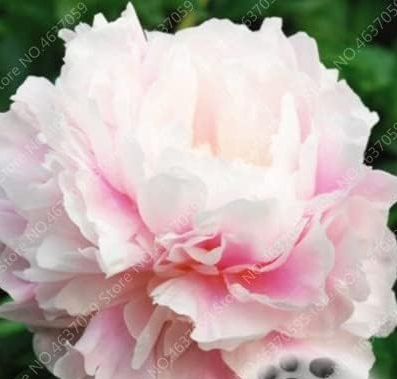 Rare Double Peony Seed Multicolor Perennial Peony (Color: 2)
