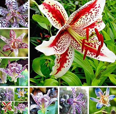 Toad Lily Plant Seeds Outdoor Charming Perennial Bonsai Potted Lilum Flower