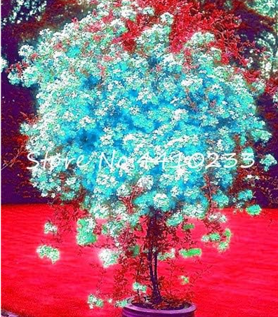 Plumbago Auriculata Seed Exotic Perennial Flowers - (Color: e)
