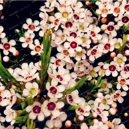 Geraldton Wax Flower Seeds Beautiful Garden Flower (Color: 3)