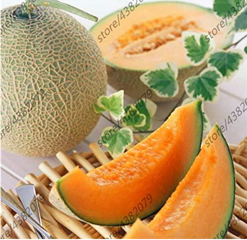 Cantaloupe Fruit Seeds Giant Cantaloupe Melons Sweet Honeydew Melons
