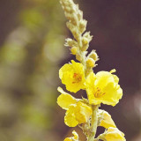 Mullein Seeds, Verbascum thapsus, Biennial Medicinal Herb with Yellow Flowers