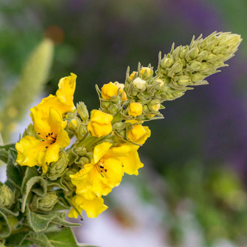 Mullein Seeds, Verbascum thapsus, Biennial Medicinal Herb with Yellow Flowers