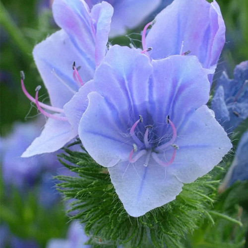 Viper's Bugloss Seeds, Blue-Purple Blooming Herb, Traditional Medicinal Plant with High Nectar