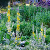 Mullein Seeds, Verbascum thapsus, Biennial Medicinal Herb with Yellow Flowers