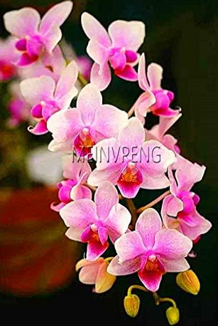 Rare Cymbidium Orchid Seeds (Color: 14)