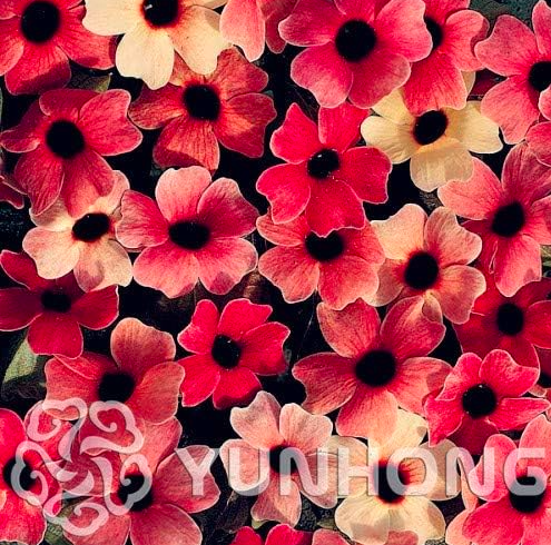 Thunbergia Alata Seed Commonly Called Black-eyed Susan Vine (Color: MIX)