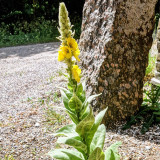 Mullein Seeds, Verbascum thapsus, Biennial Medicinal Herb with Yellow Flowers
