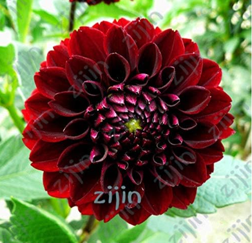 Dahlia Seeds beautiful Dahlia garden flowers high survival rate (Color: Burgundy)