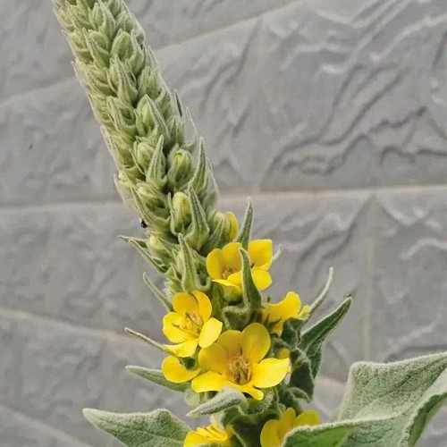 Mullein Seeds, Verbascum thapsus, Biennial Medicinal Herb with Yellow Flowers