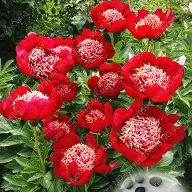 Rare Double Peony Seed Chinese Paeonia Suffruticosa (Color: 3)