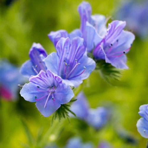Viper's Bugloss Seeds, Blue-Purple Blooming Herb, Traditional Medicinal Plant with High Nectar