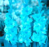 True Gladiolus Bulbs Beautiful Flower Bulbs symbolizes Nostalgia