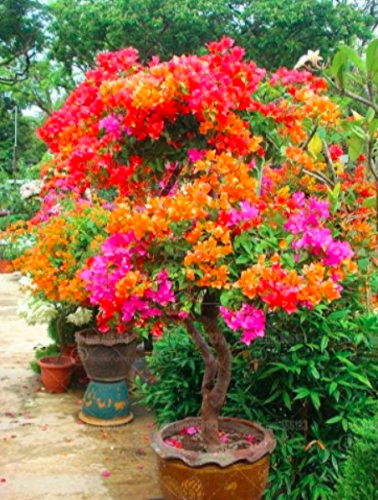 Bougainvillea glabra Flower Seed Perennial Indoor Flowering Potted  (Color: Mixed)