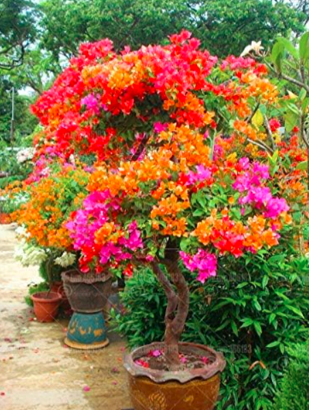Bougainvillea glabra Flower Seed Perennial Indoor Flowering Potted  (Color: Mixed)