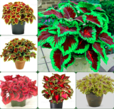 Rare Coleus Plants Seeds Rainbow Coleus Garden Flowers Mixed