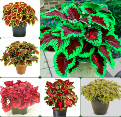 Rare Coleus Plants Seeds Rainbow Coleus Garden Flowers Mixed