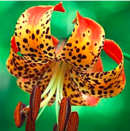 Imported Toad Lily Seeds Outdoor Charming Perennial - (Color: 3)
