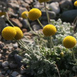Toothache Plant Seeds - Acmella Oleracea Herbal Pain Relief & Medicinal Garden Plant
