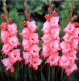 True Gladiolus Bulbs Beautiful Flower Bulbs symbolizes Nostalgia
