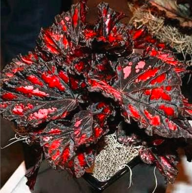 Beautiful Begonia Seeds, Potted Begonia for Garden Balcony Coleus - (Color: 14)